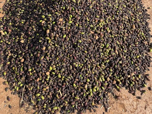 black-himej-export