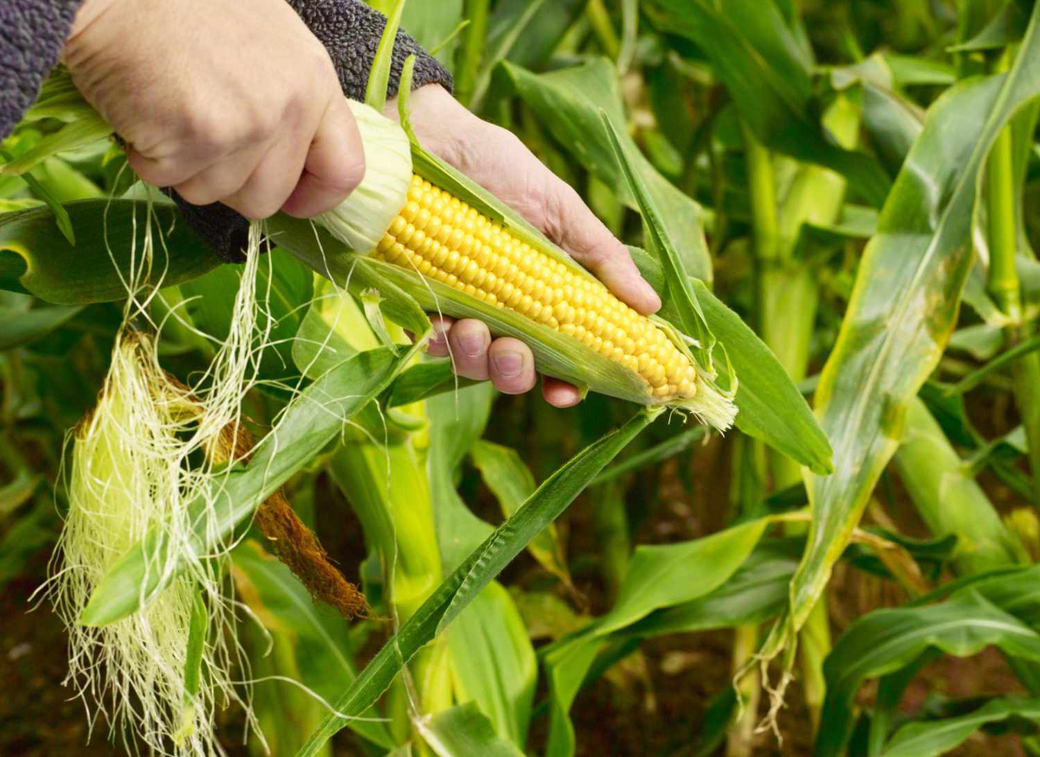 sweet-corn-export-pune