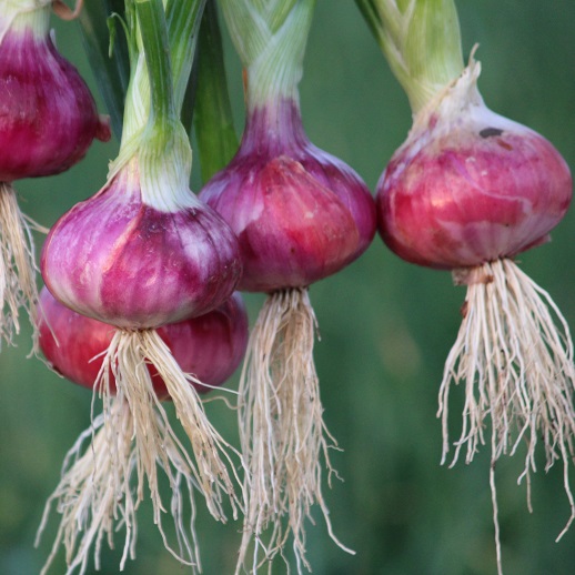 red-onion-export-from-pune