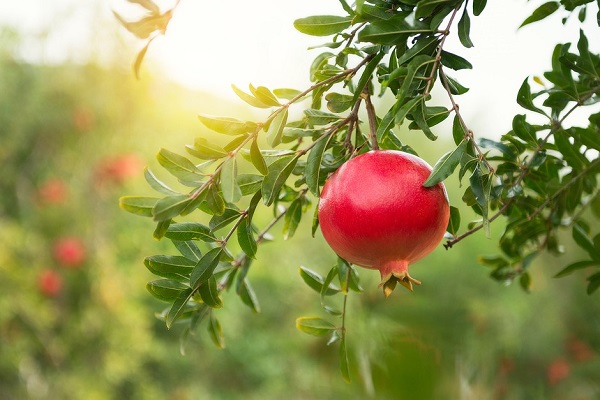 pomegranate-export-from-pune